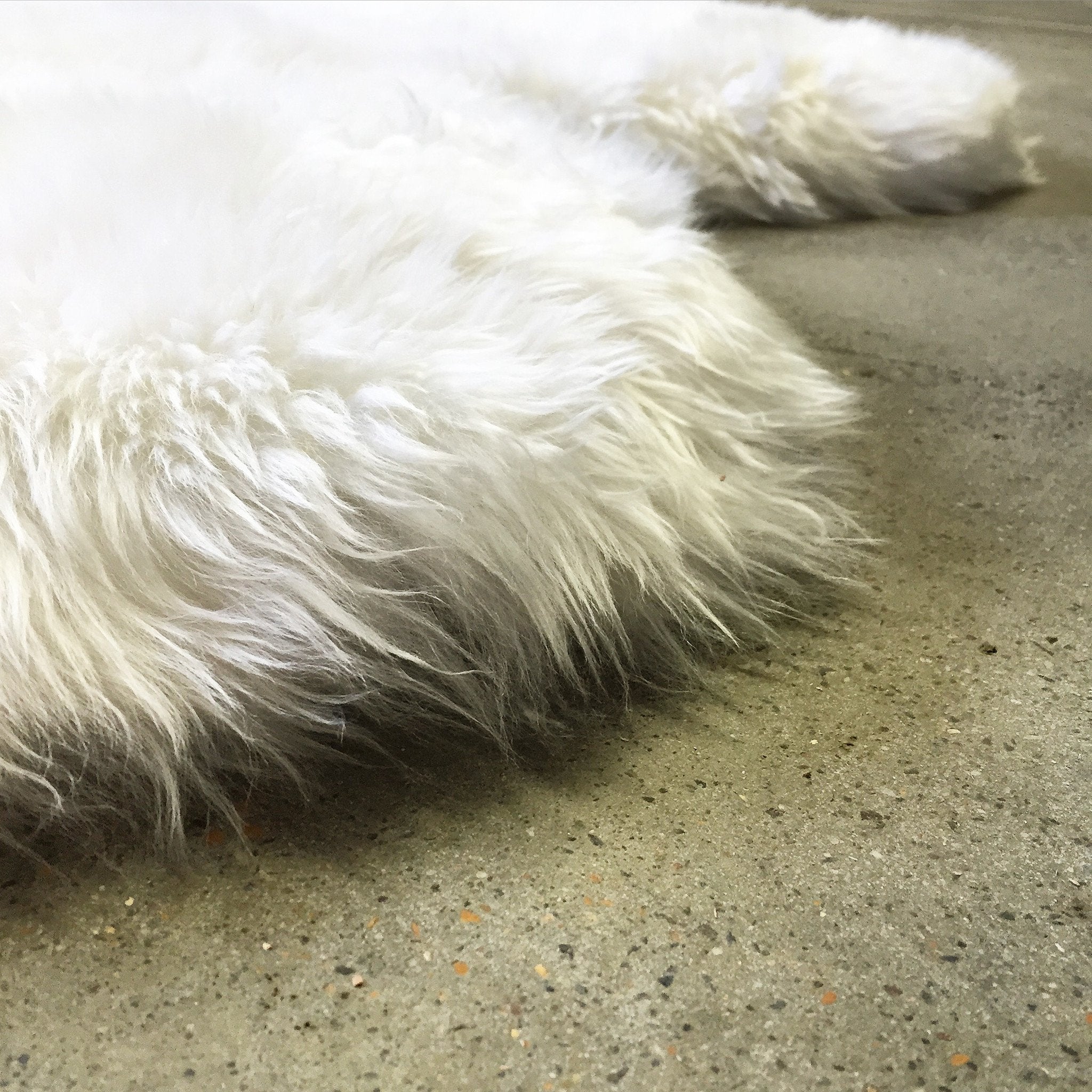 New Zealand Sheepskin Quad Rug - Ivory