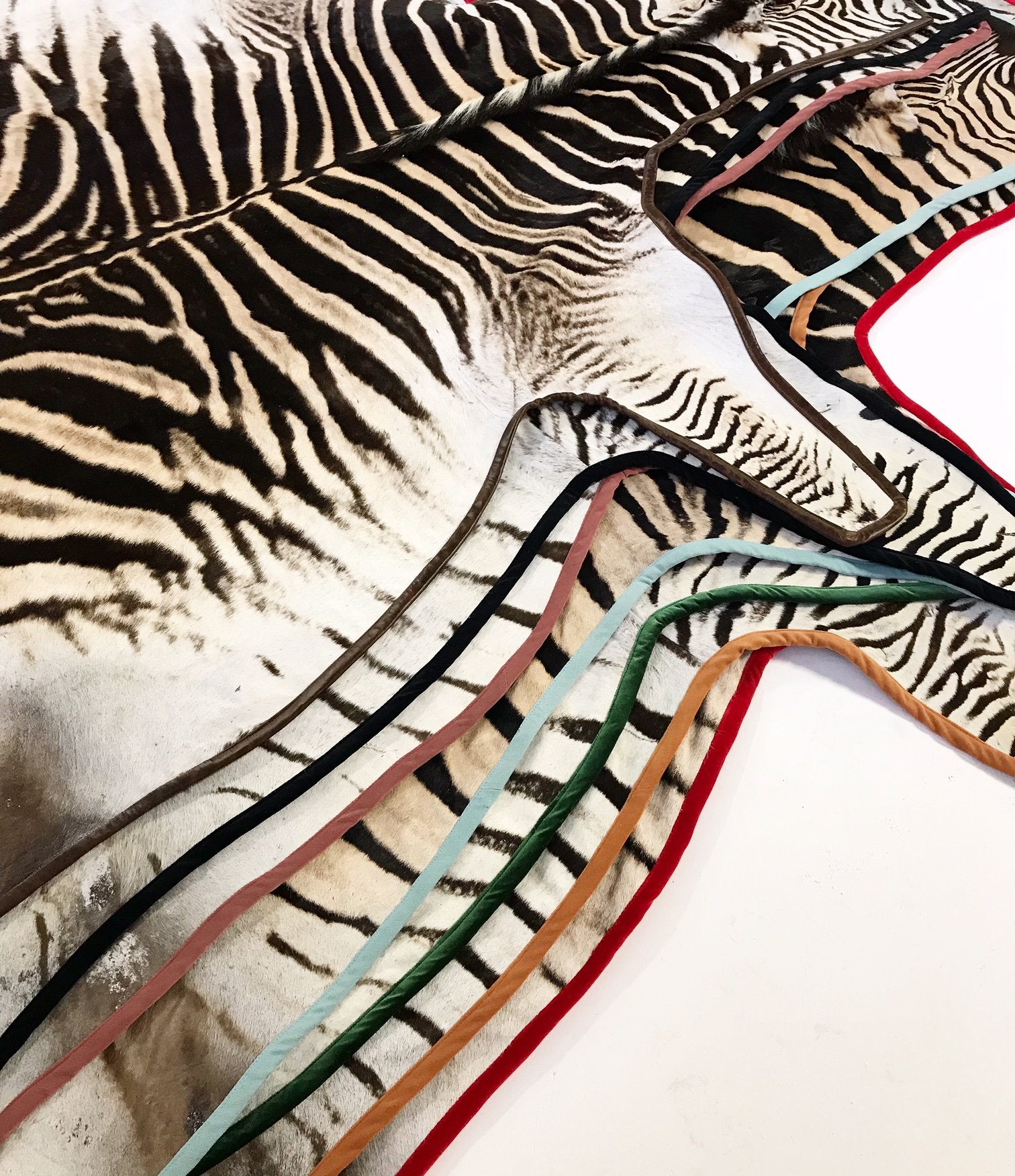 Zebra Hide Rug Trimmed in Black Velvet