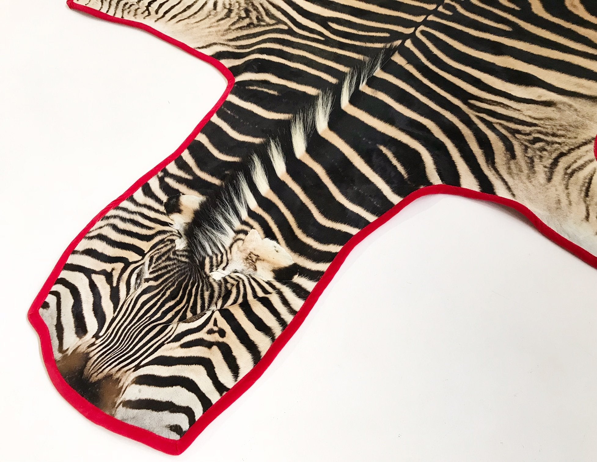 Zebra Hide Rug Trimmed in Red Velvet