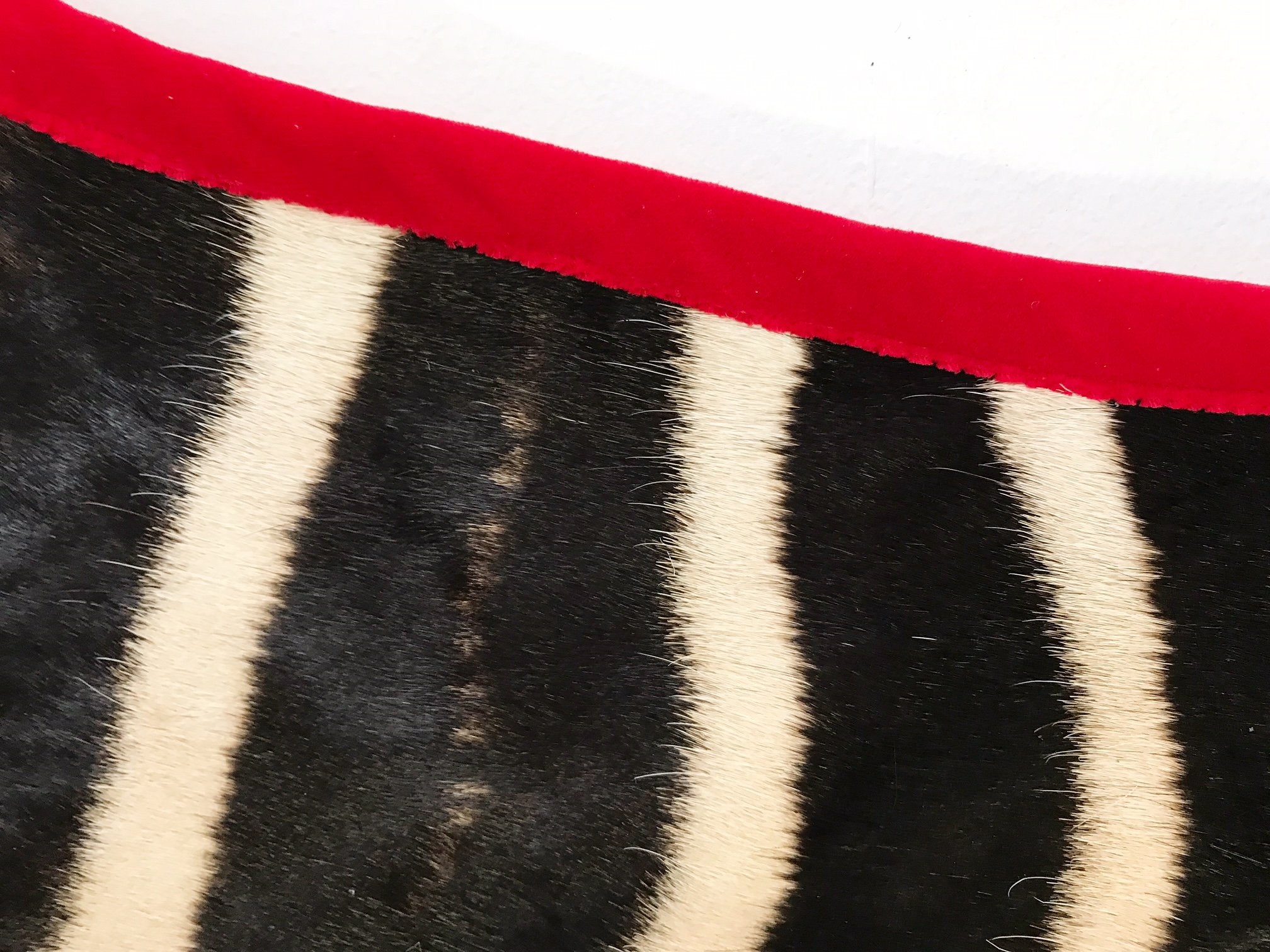 Zebra Hide Rug Trimmed in Red Velvet