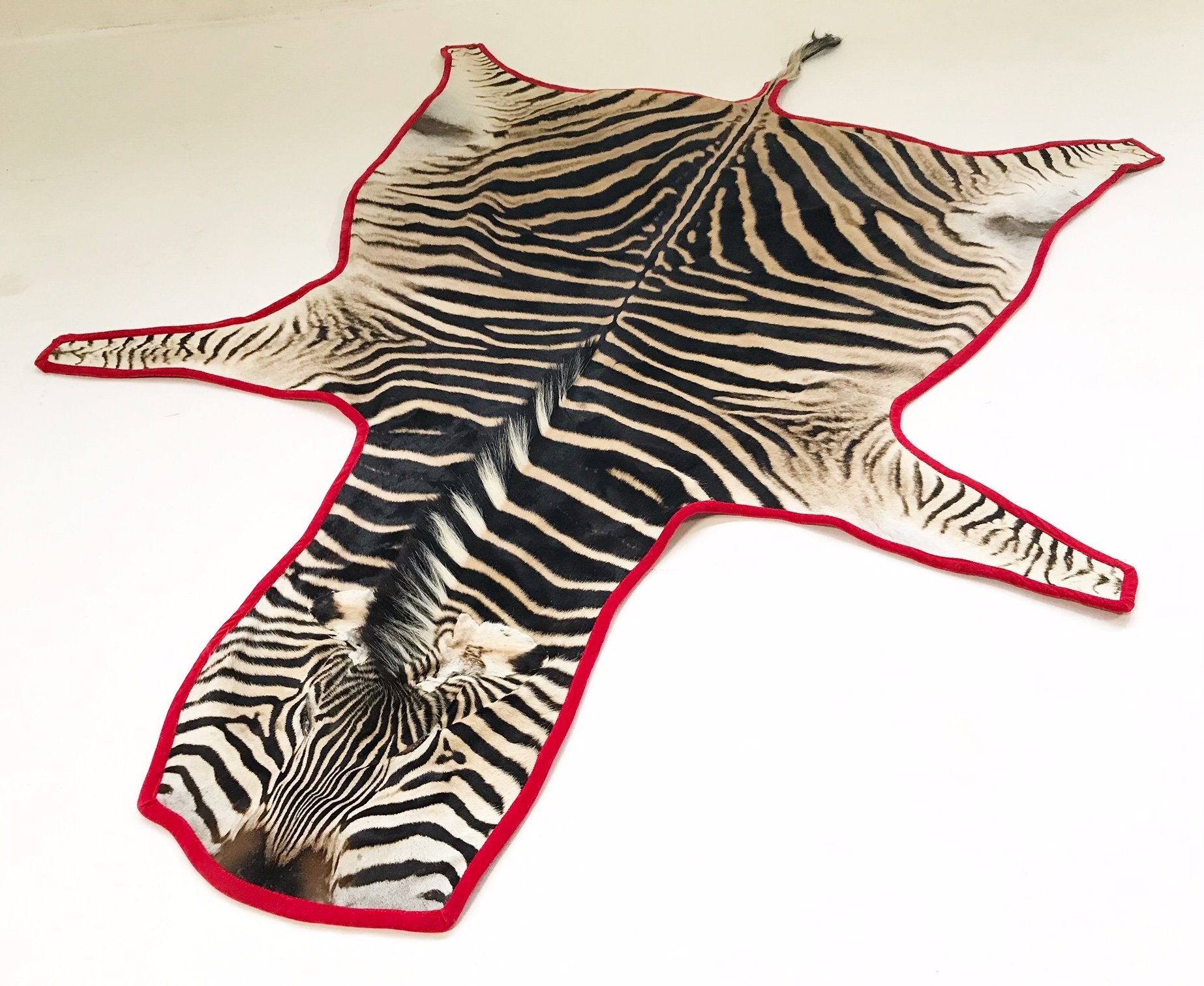 Zebra Hide Rug Trimmed in Red Velvet