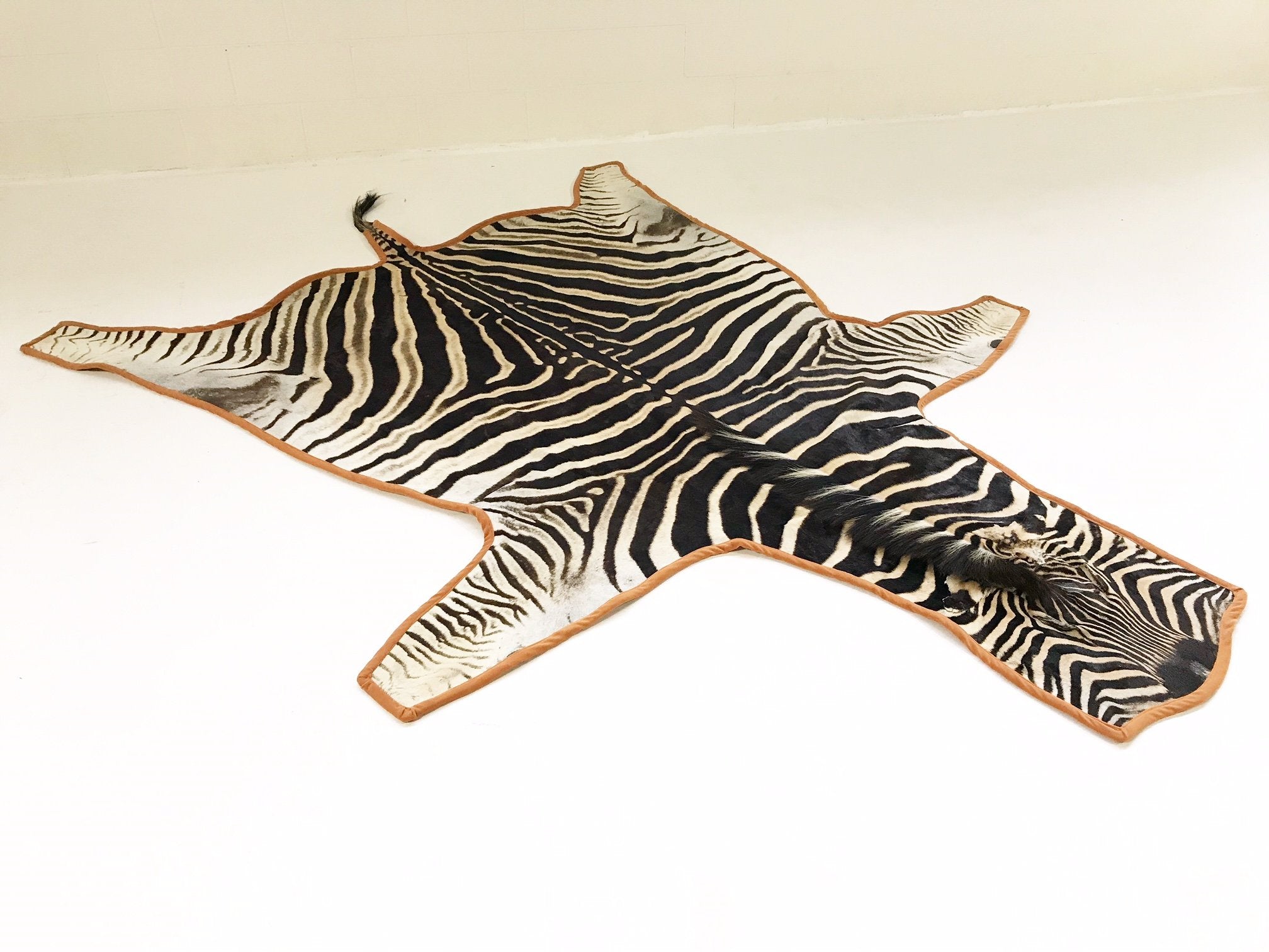 Zebra Hide Rug Trimmed in Burnt Orange Velvet