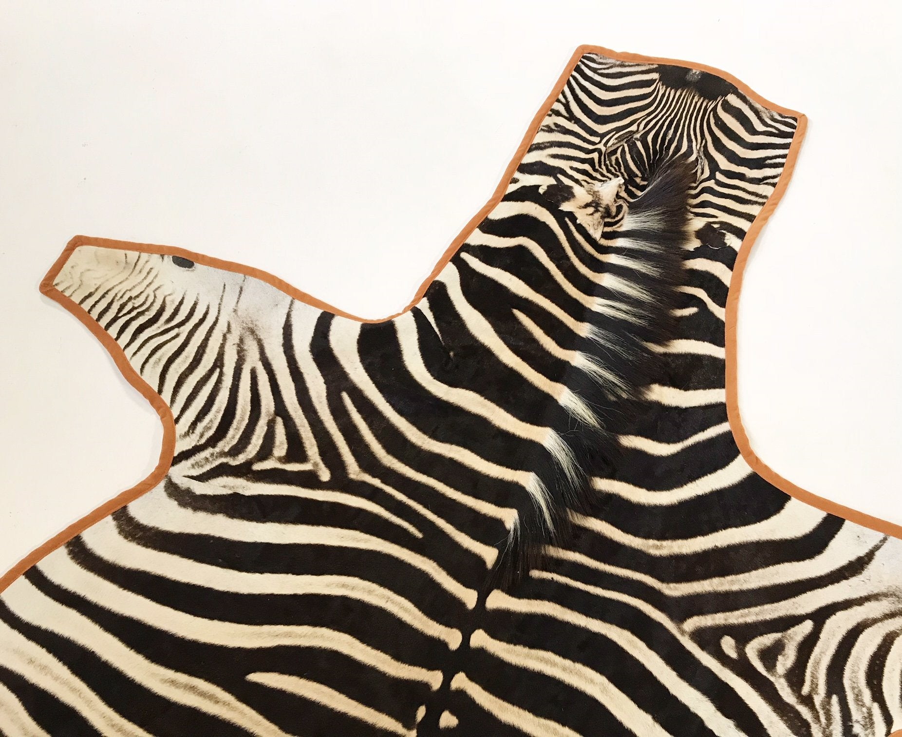 Zebra Hide Rug Trimmed in Burnt Orange Velvet