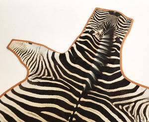 Zebra Hide Rug Trimmed in Burnt Orange Velvet