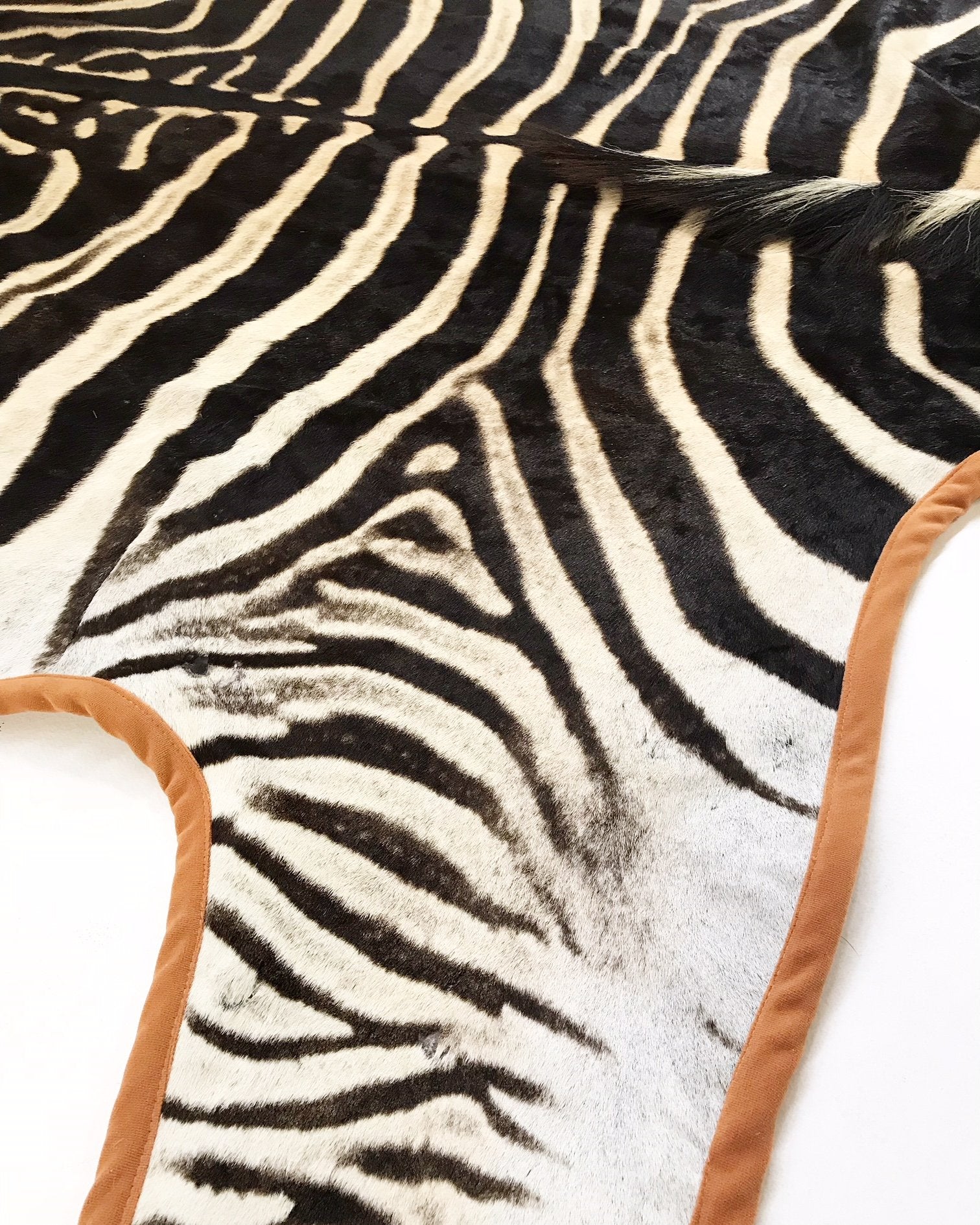 Zebra Hide Rug Trimmed in Burnt Orange Velvet