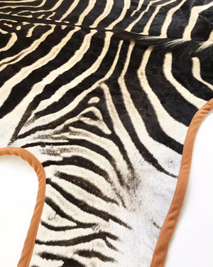 Zebra Hide Rug Trimmed in Burnt Orange Velvet