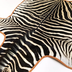 Zebra Hide Rug Trimmed in Burnt Orange Velvet
