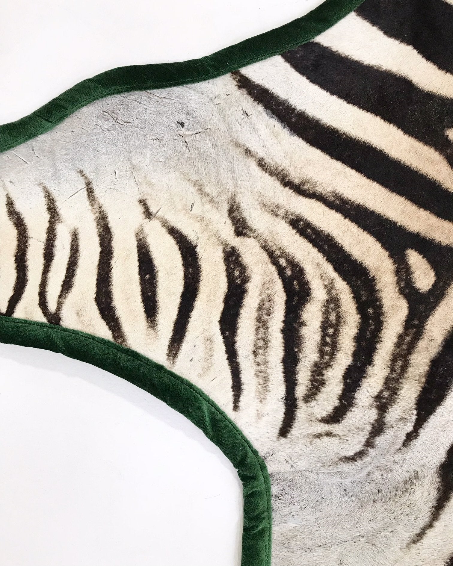 Zebra Hide Rug Trimmed in Schumacher's Emerald Green Silk Velvet