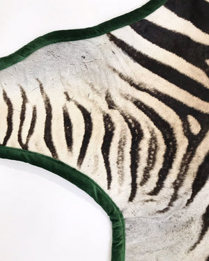 Zebra Hide Rug Trimmed in Schumacher's Emerald Green Silk Velvet