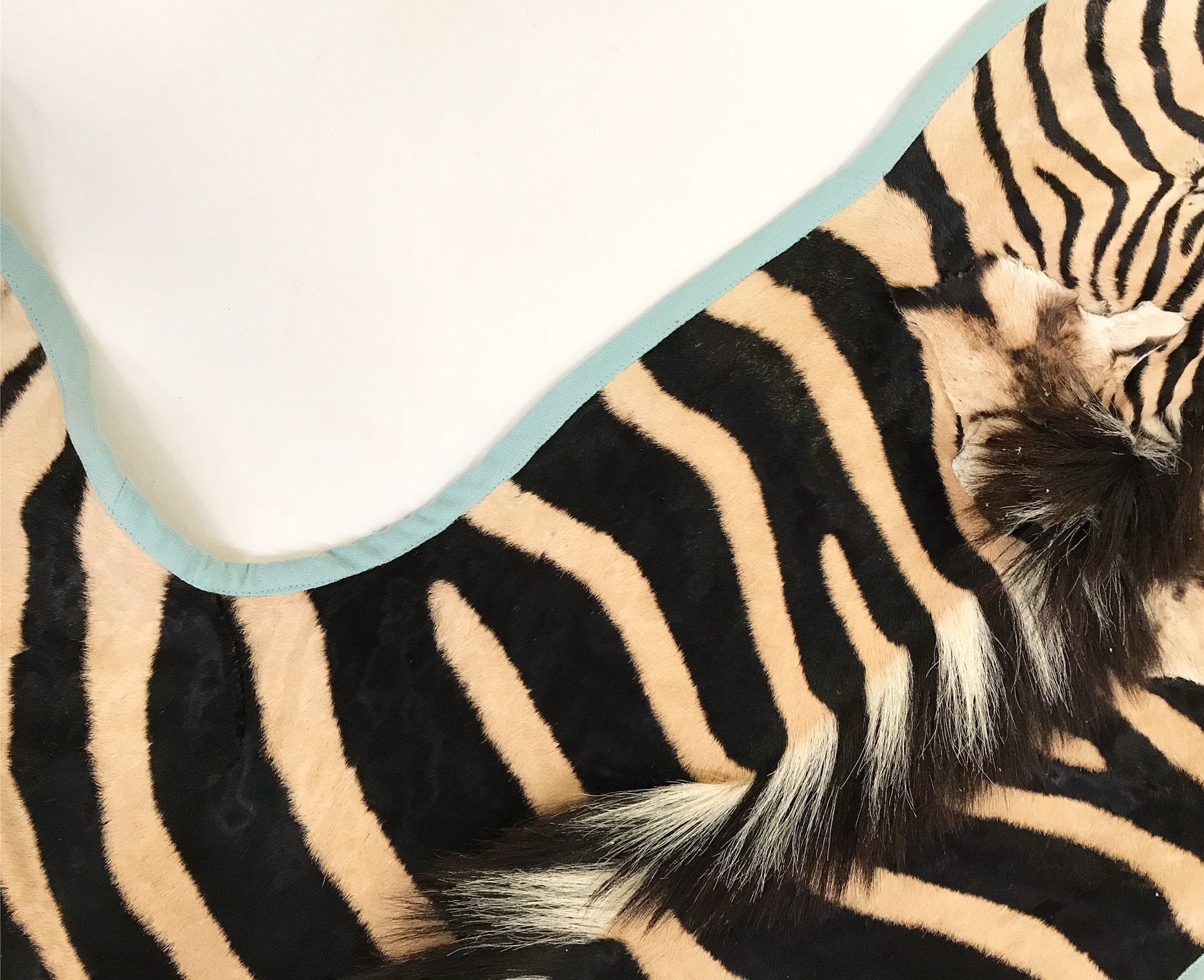 Zebra Hide Rug Trimmed in Blue Cotton Linen