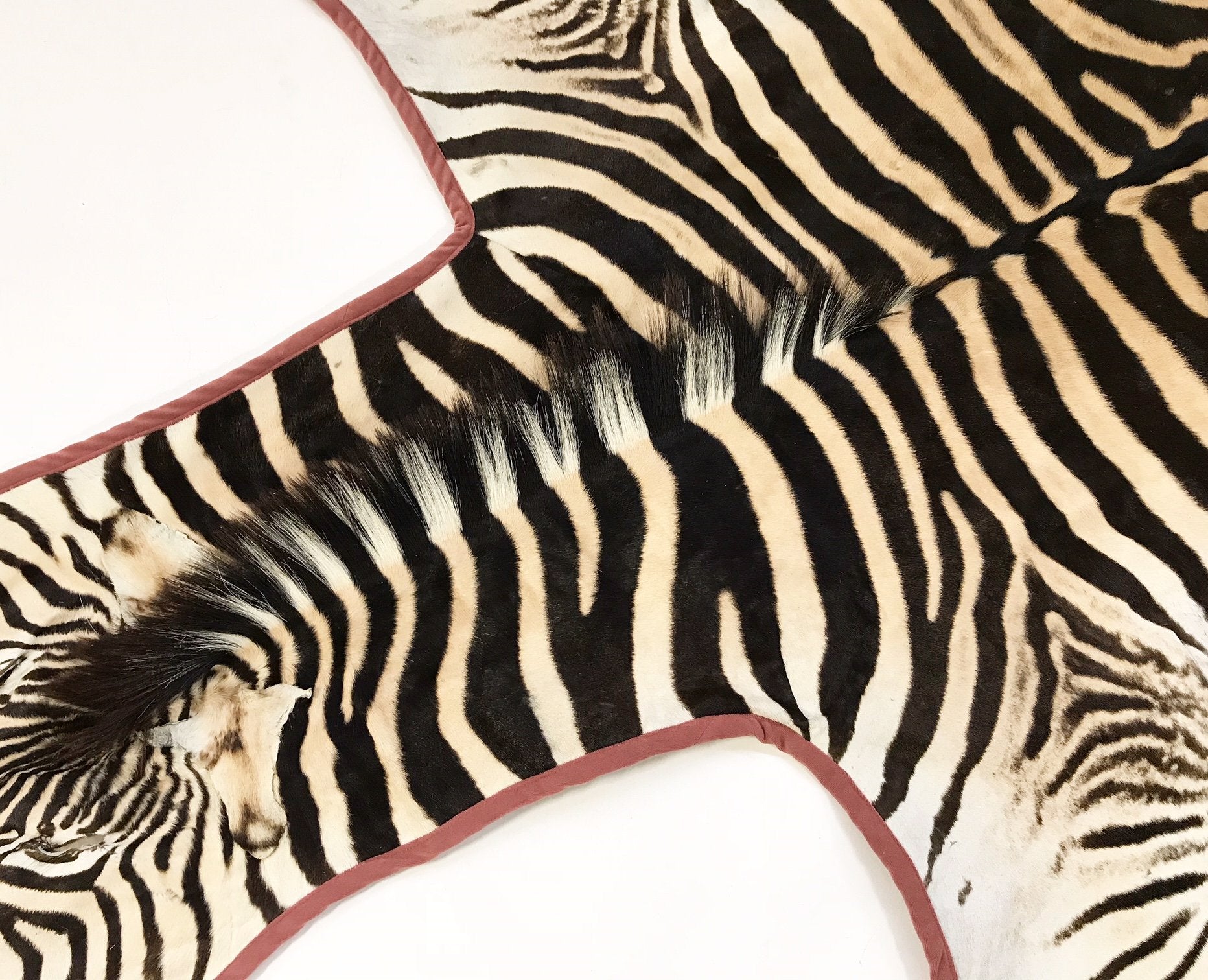 Zebra Hide Rug Trimmed in Blush Pink Velvet