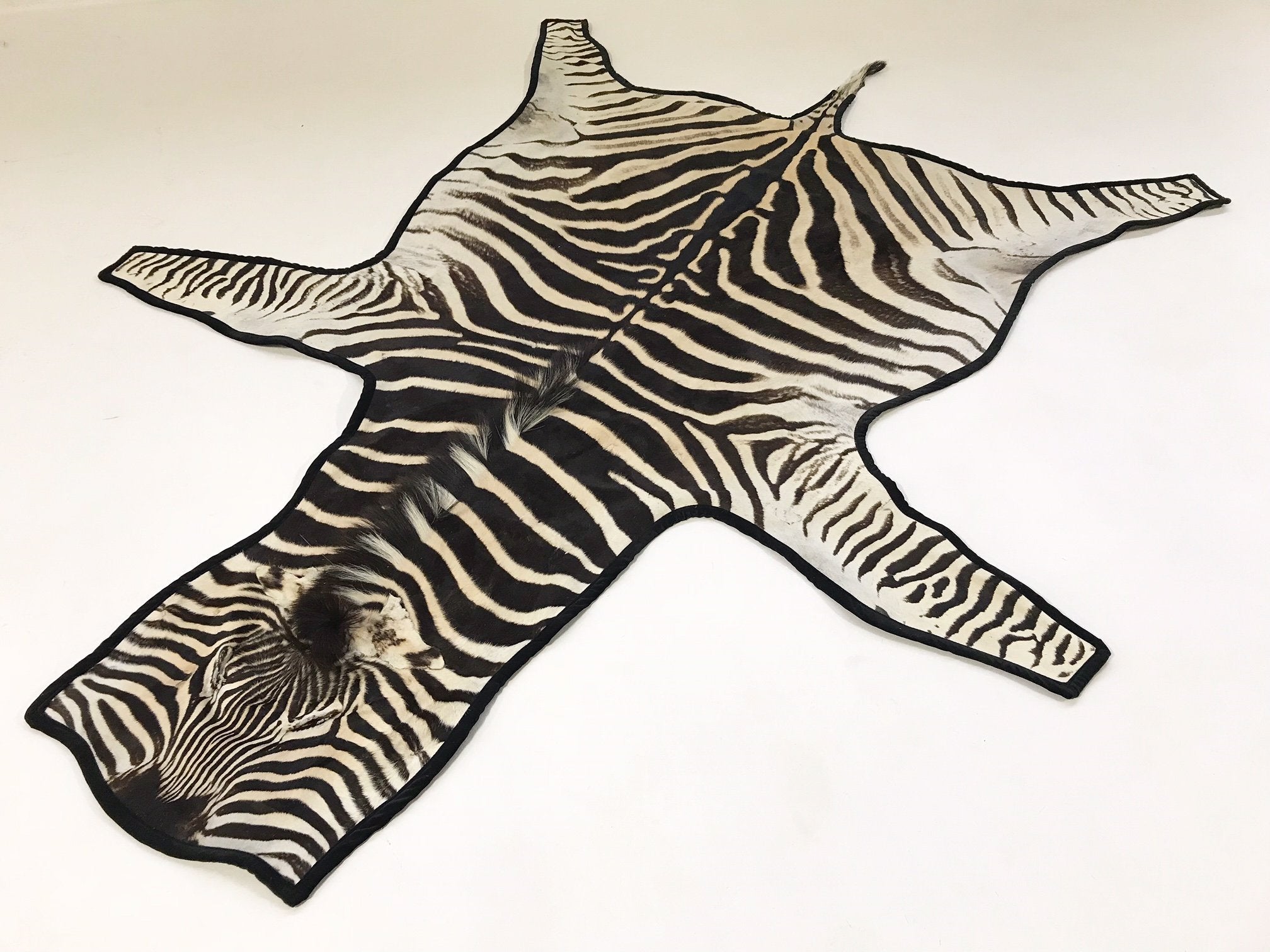 Zebra Hide Rug Trimmed in Black Velvet