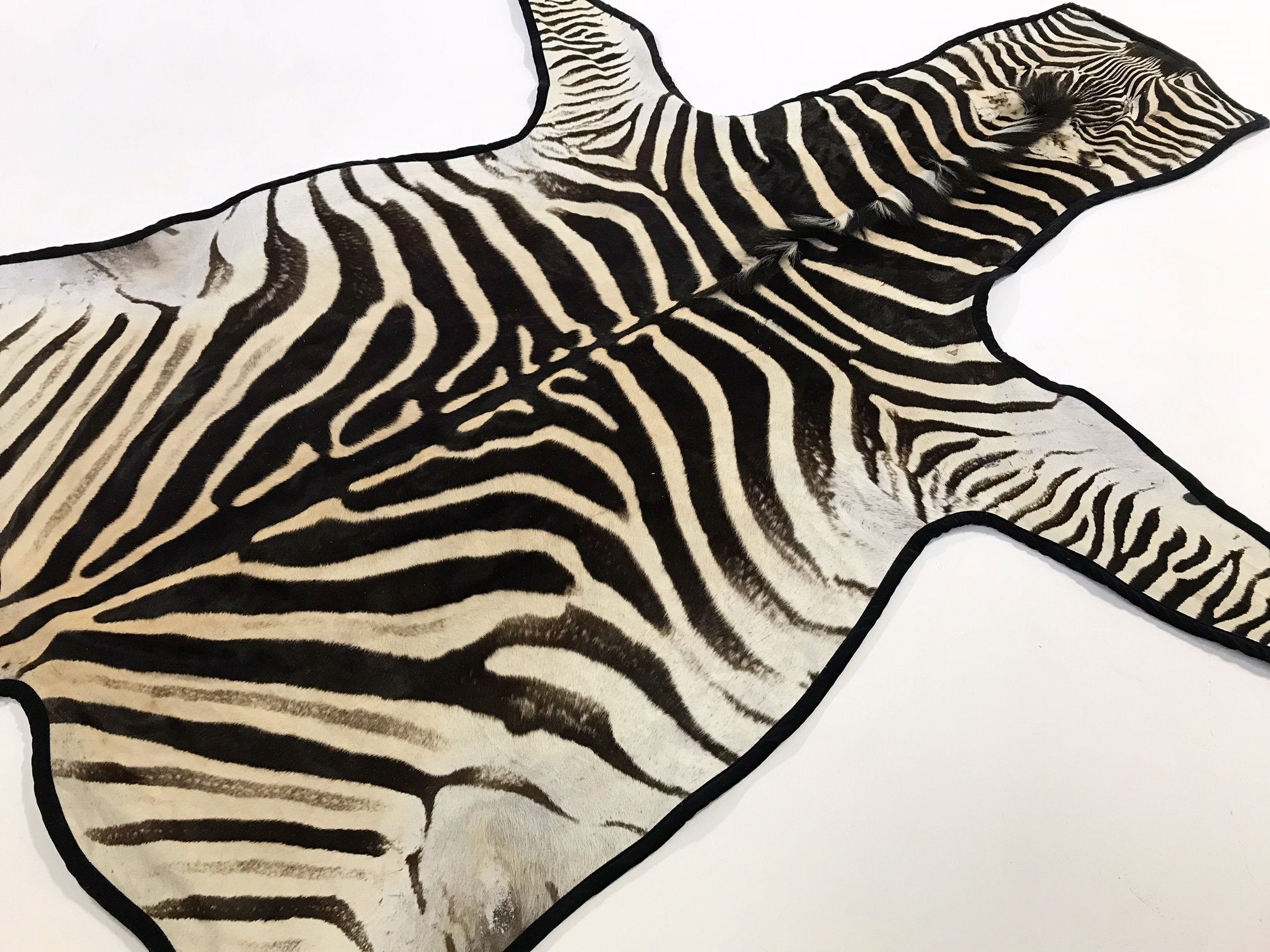 Zebra Hide Rug Trimmed in Black Velvet