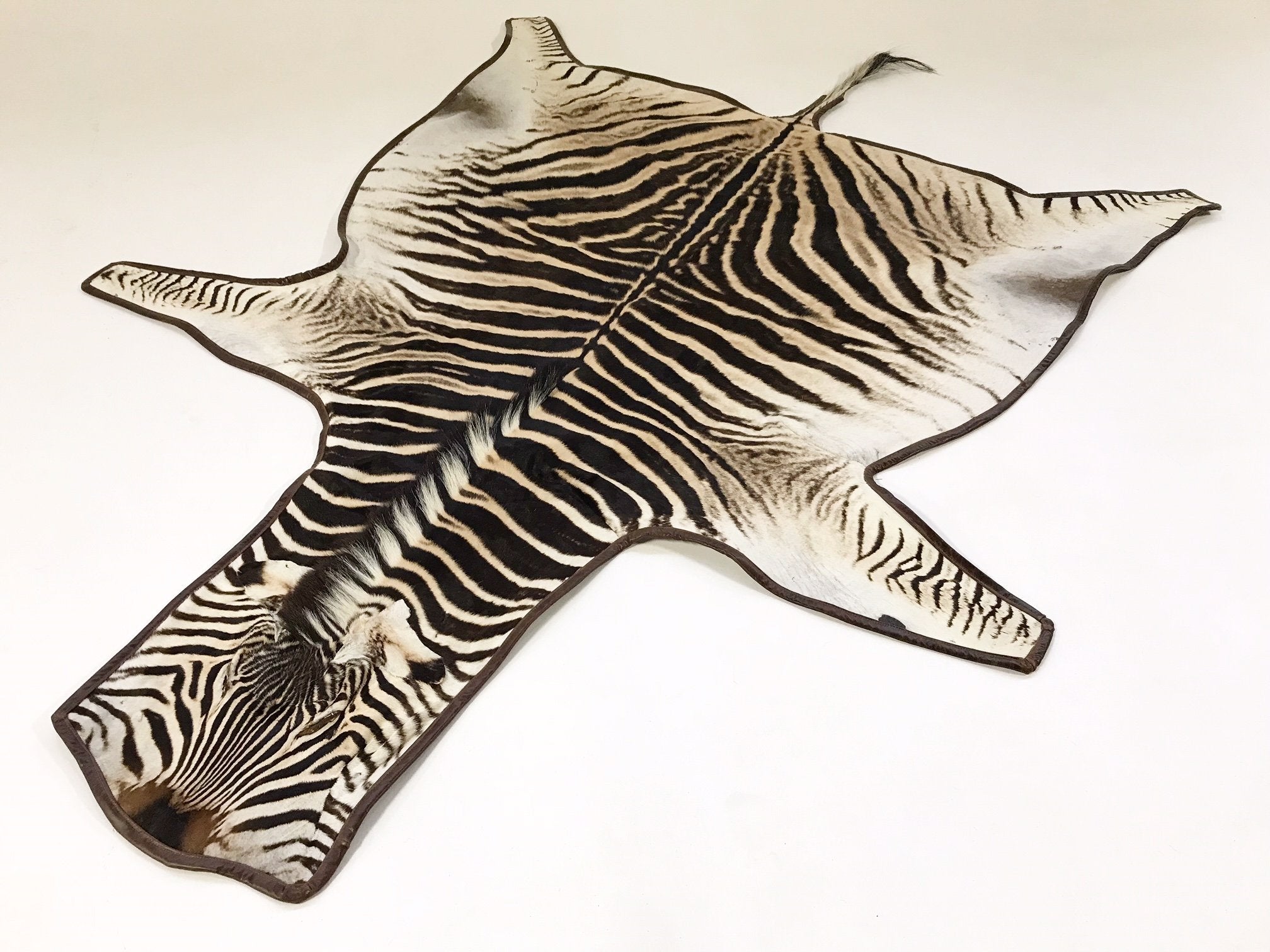 Zebra Hide Rug Trimmed in Leather