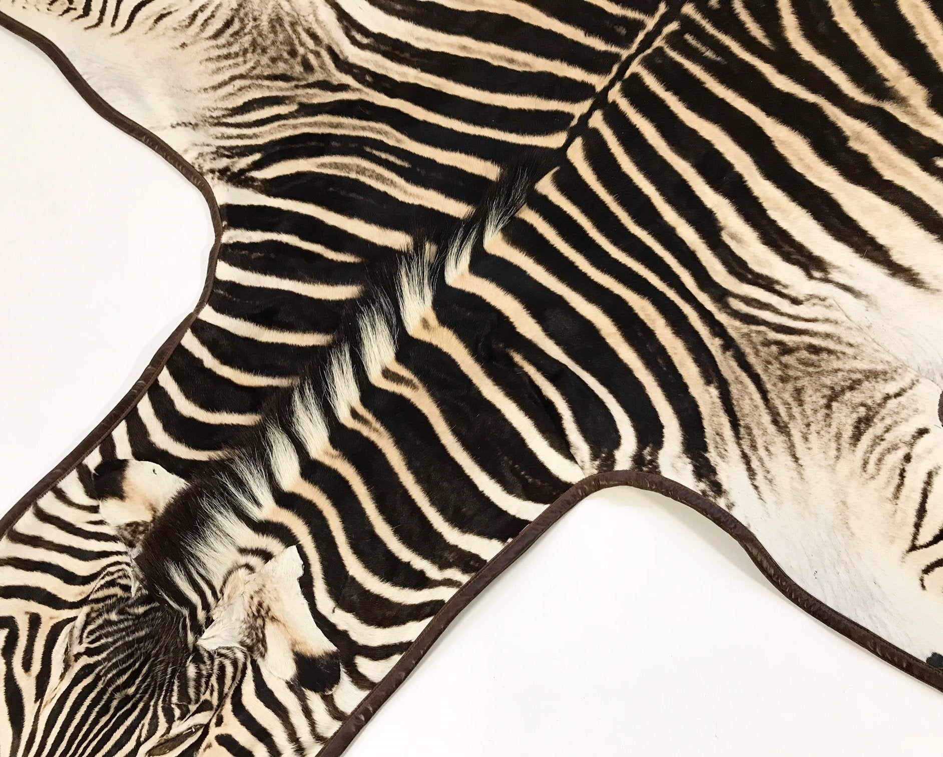 Zebra Hide Rug Trimmed in Leather