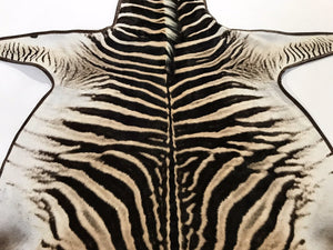 Zebra Hide Rug Trimmed in Leather