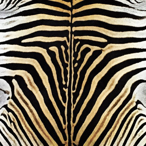 Sterling Silver Framed Zebra Hide 46x56"
