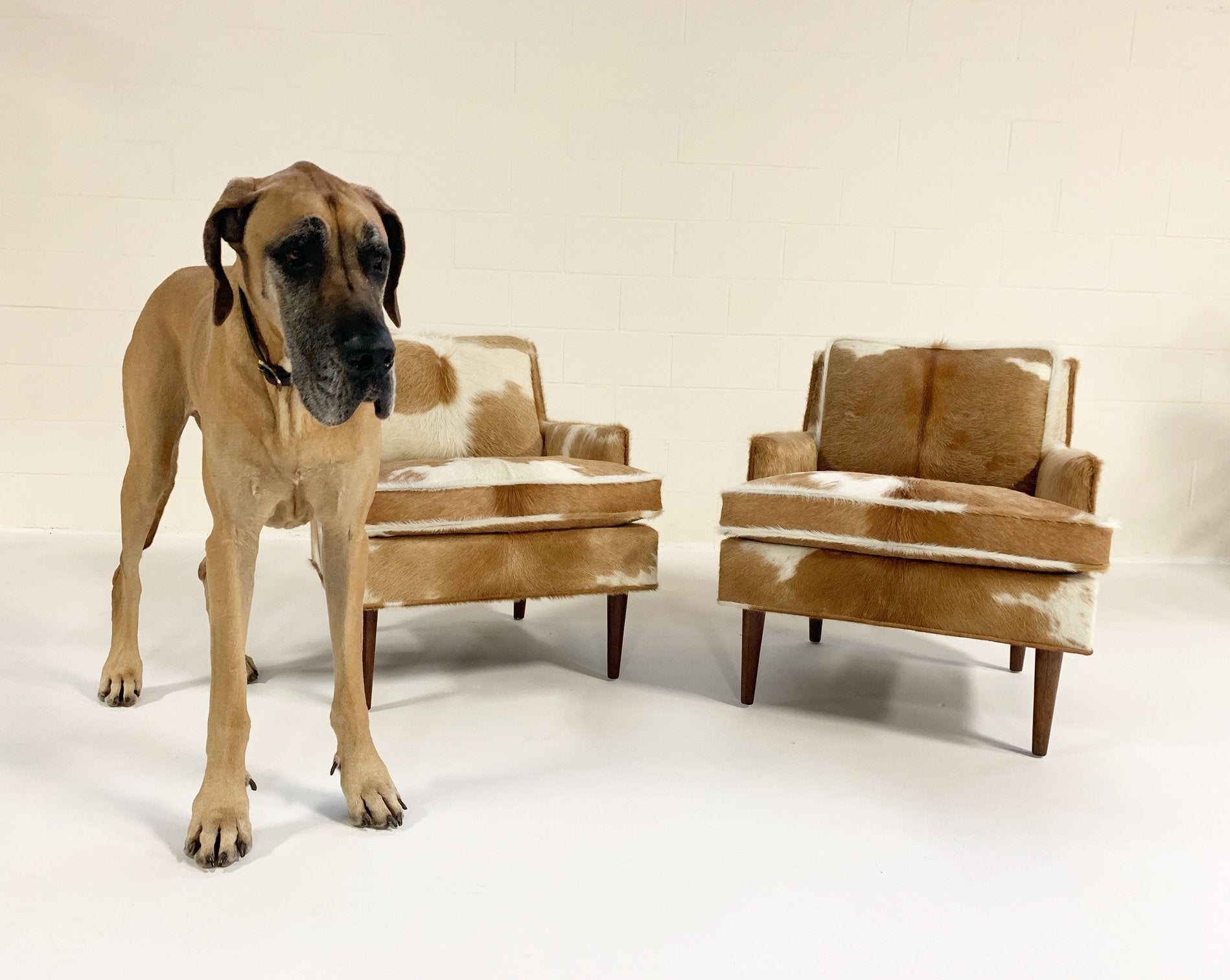 Flair Inc. Lounge Chairs in Brazilian Cowhide