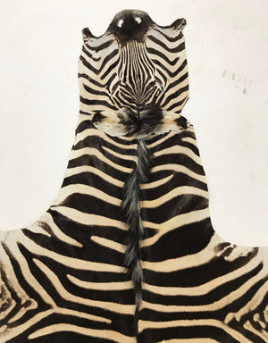 ZEBRA HIDE RUG - Imperial