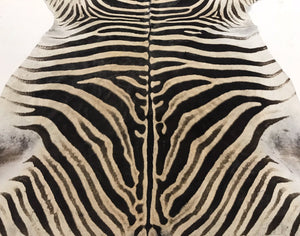 ZEBRA HIDE RUG - Navajo