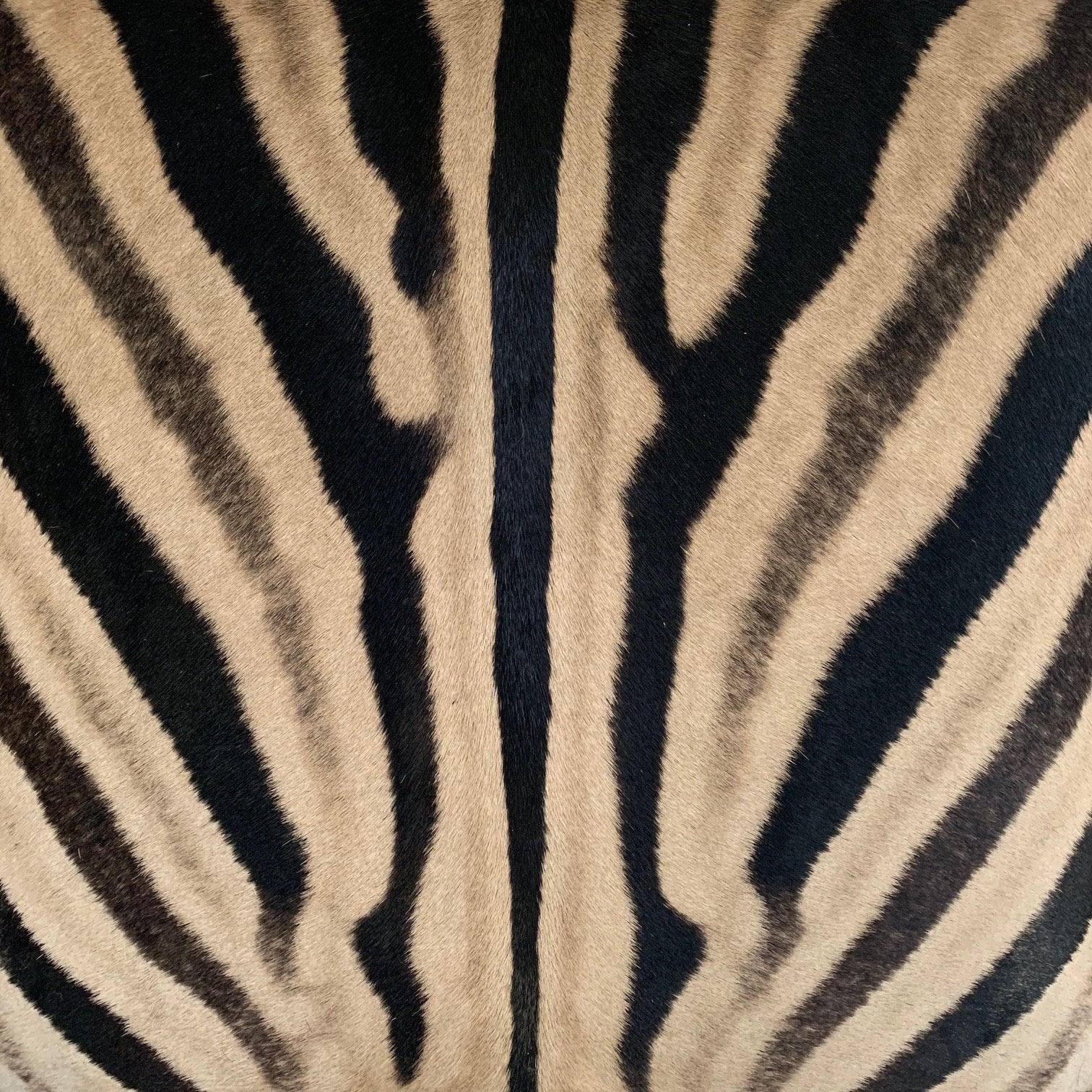 Billy Baldwin Style X Bench Ottomans in Zebra Hide