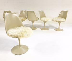Eero Saarinen Tulip Dining Chairs with Brazilian Sheepskin Cushions - Set of 6