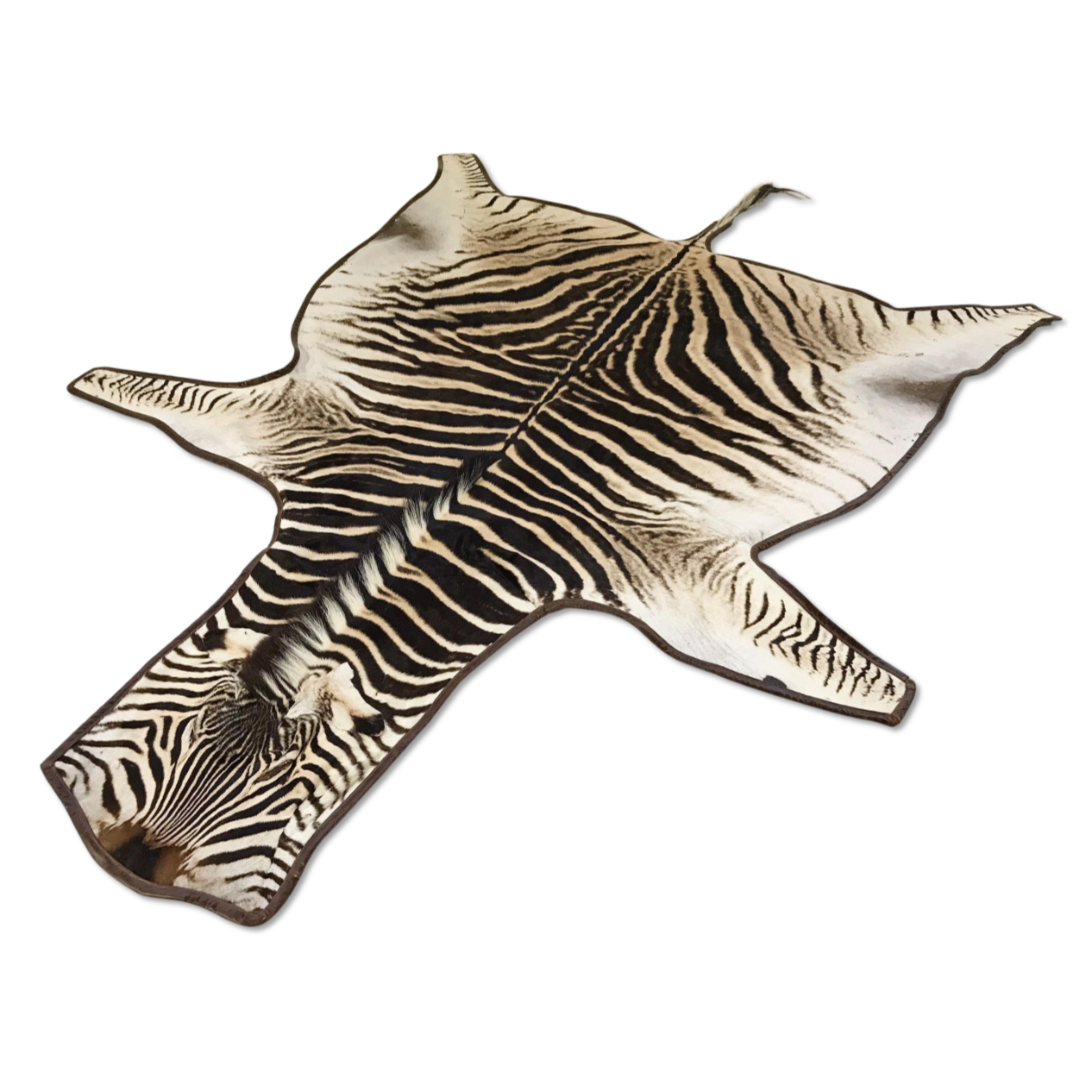 Zebra Hide Rug Trimmed in Leather