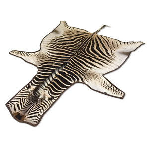 Zebra Hide Rug Trimmed in Leather