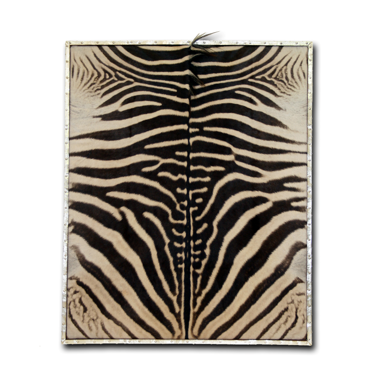 Sterling Silver Framed Zebra Hide 46x56"